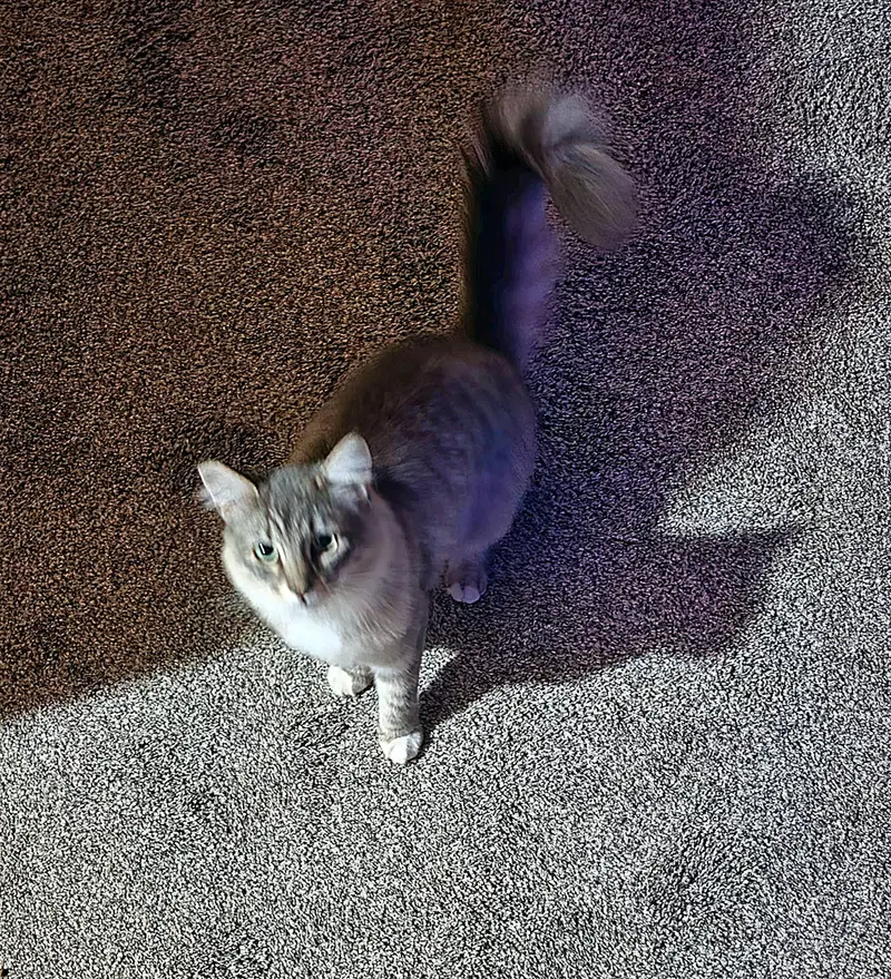Victoria, a young female cat up for adoption
