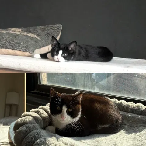 Watch the video of Pinto & Adzuki