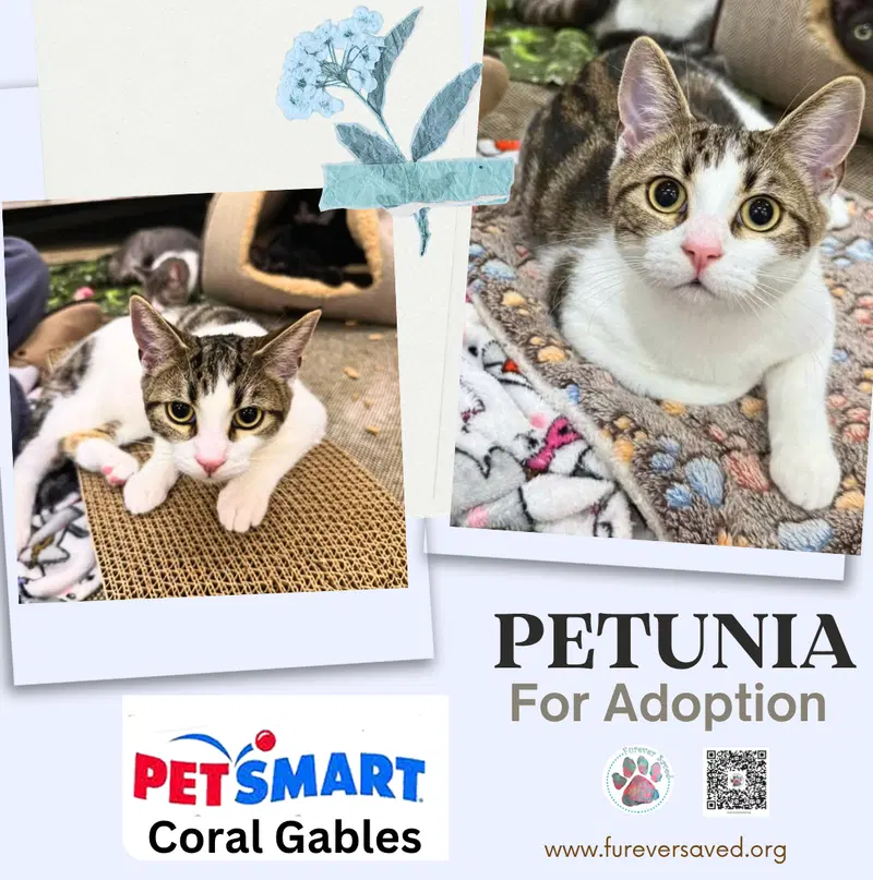 Petunia, a female kitten up for adoption