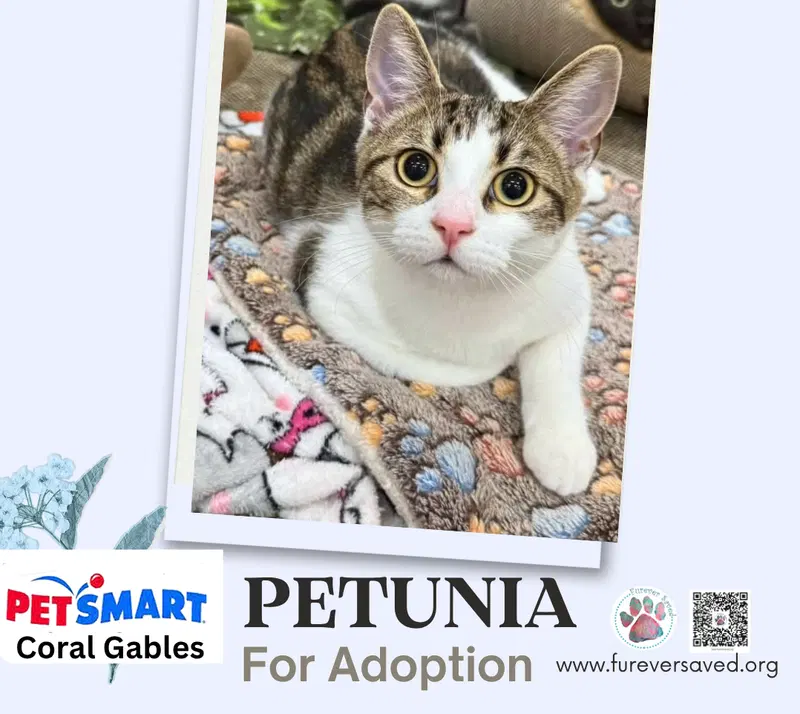 Petunia, photo 2