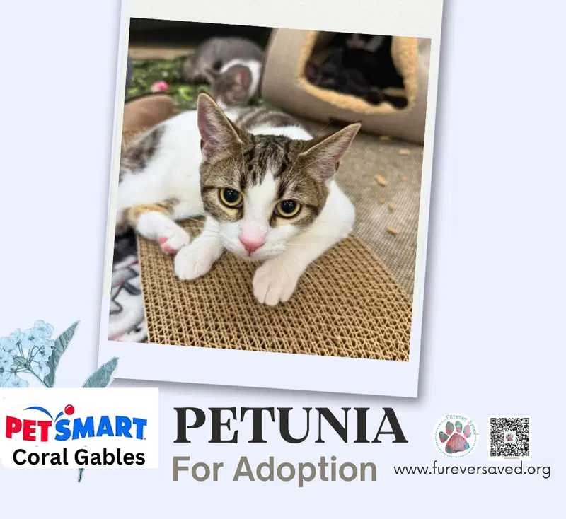 Petunia, photo 3
