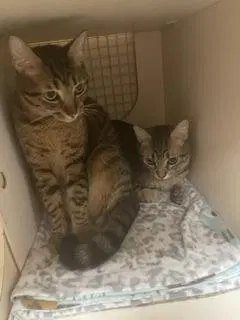 Butterfinger, a young male Tabby cat up for adoption