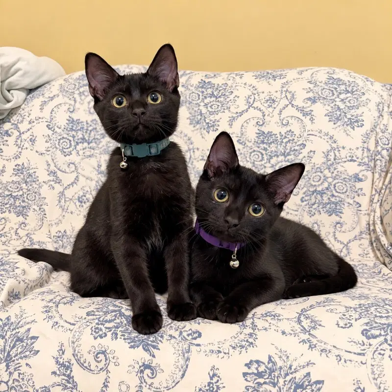 Mochi & Boba, male Bombay cats up for adoption