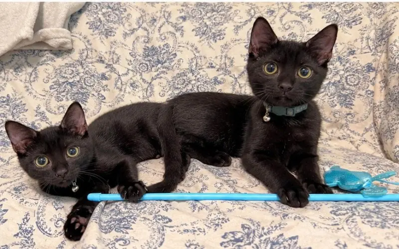 Mochi & Boba, photo 3