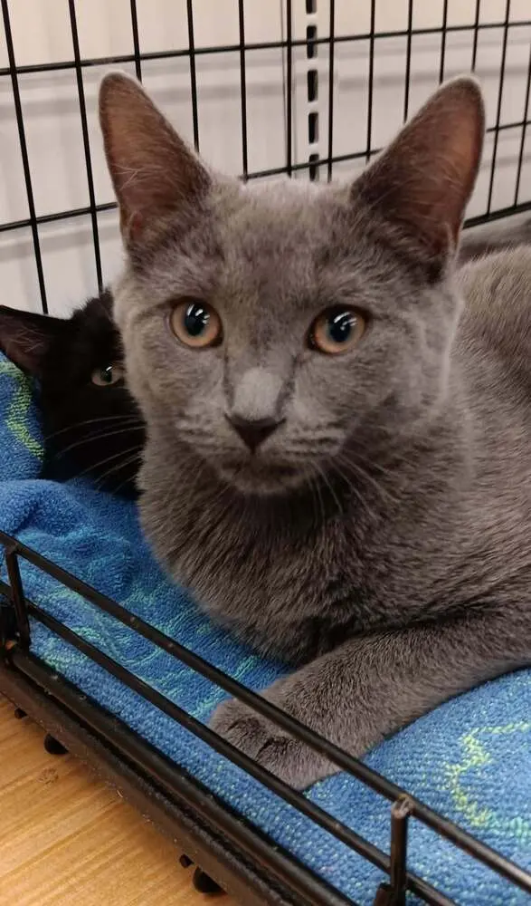 Misty, a female kitten up for adoption