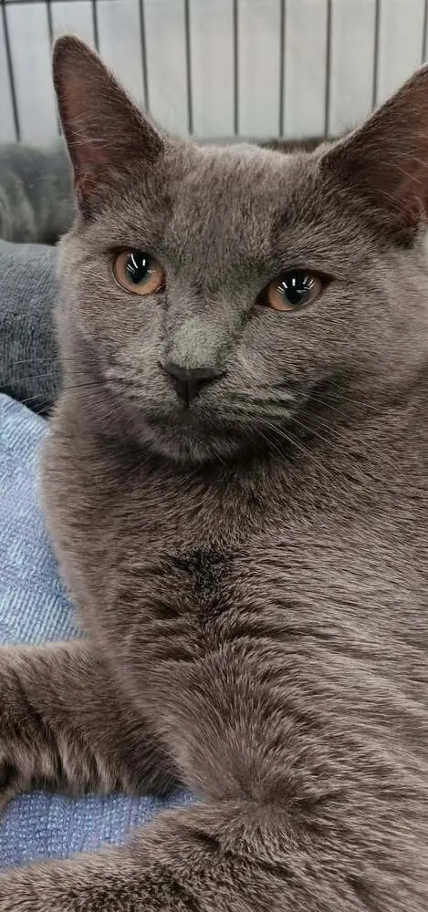 Misty, photo 3