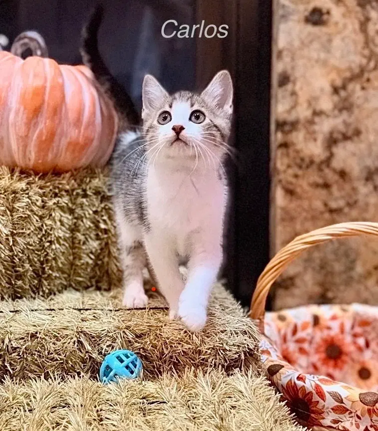 Disney Kitties, a male kitten up for adoption