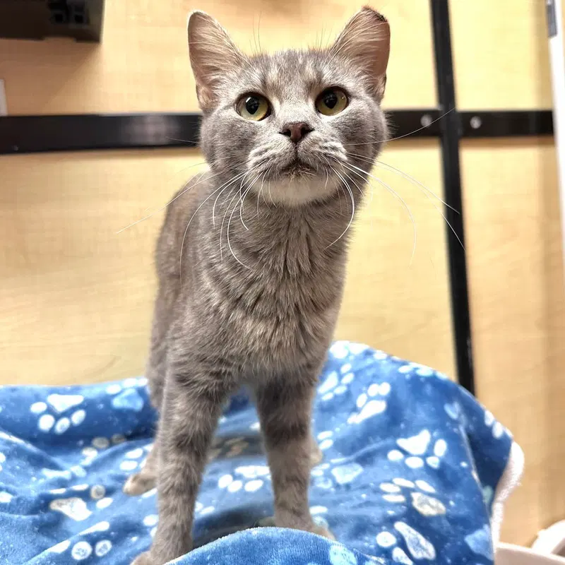 Matilda, a young female cat up for adoption