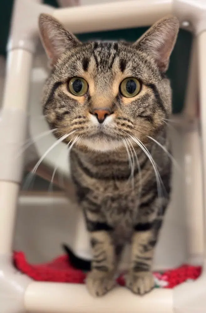 King, an adult male cat up for adoption