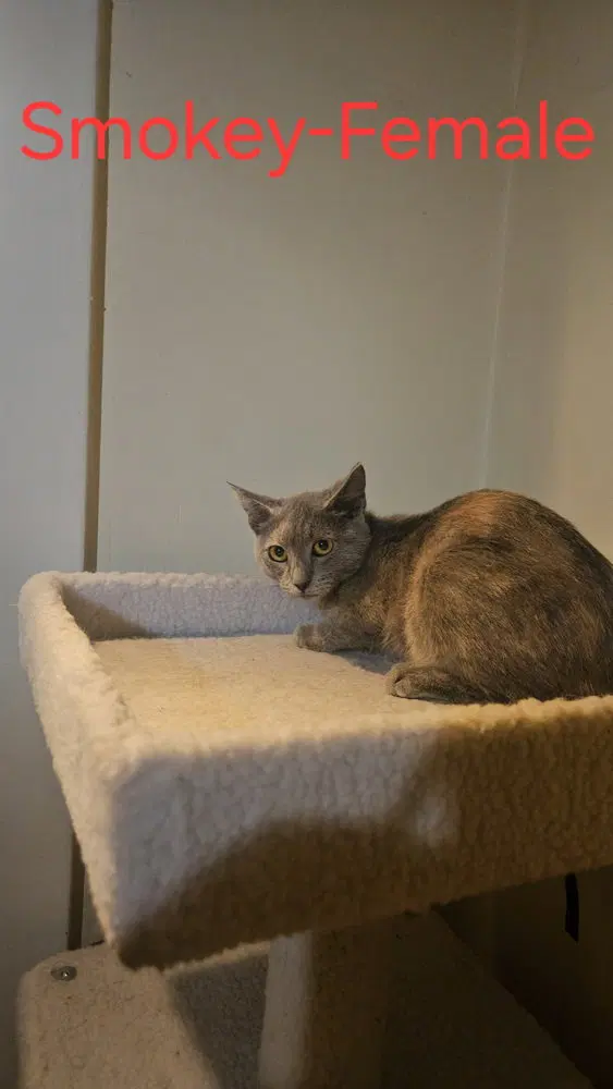Smokey, photo 2