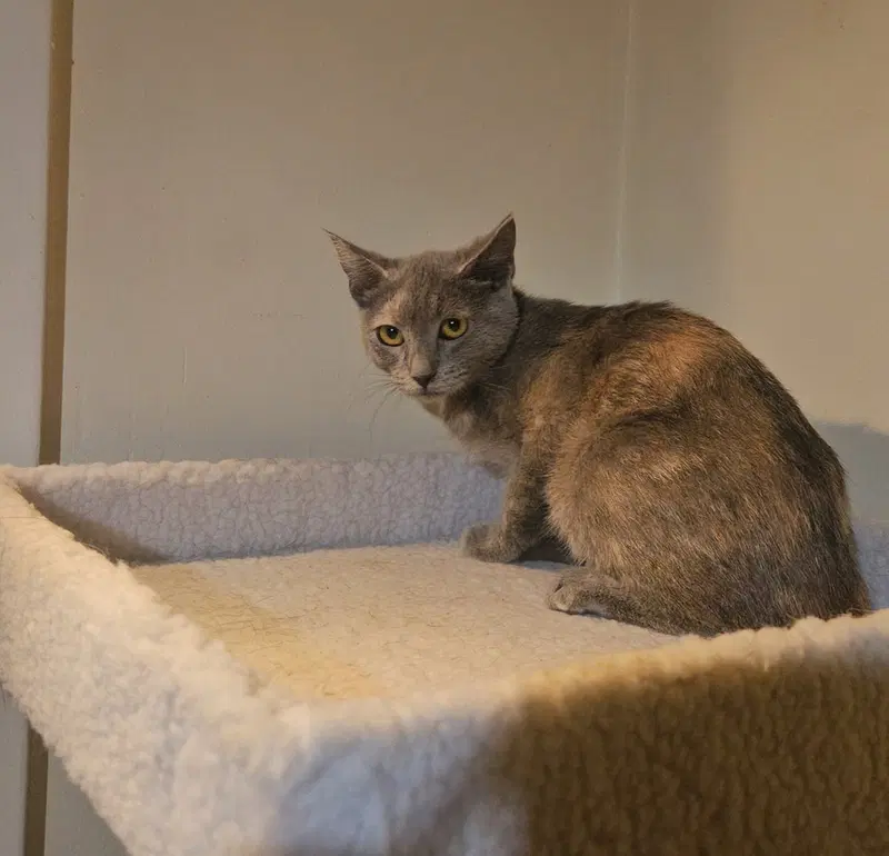 Smokey, photo 3