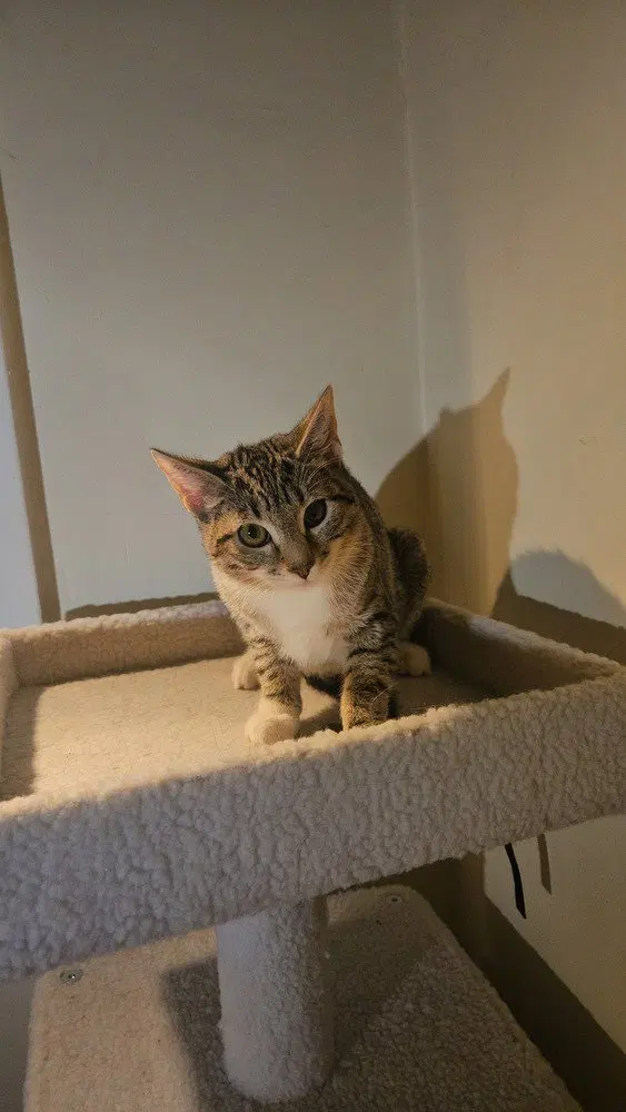 Penny, a female Maine Coon kitten up for adoption