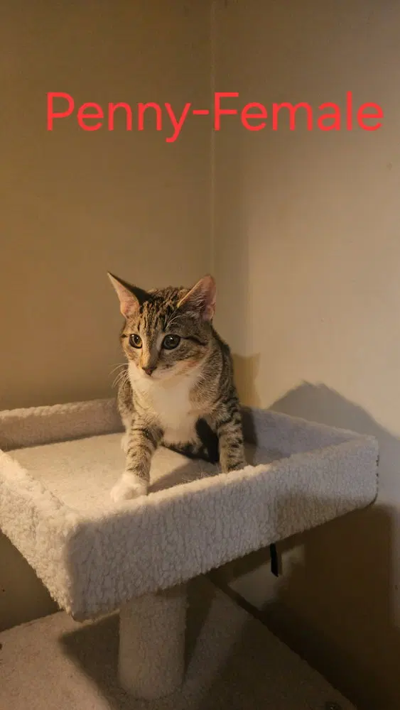 Penny, photo 2