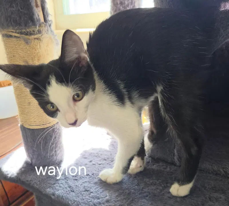 Waylon, a male kitten up for adoption