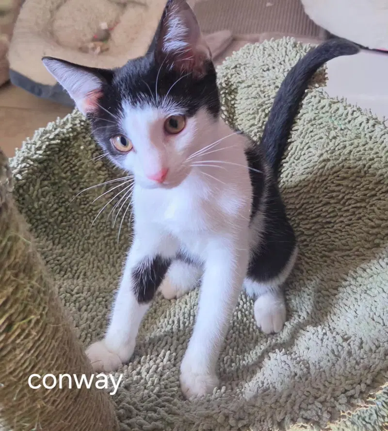 Conway, a male kitten up for adoption