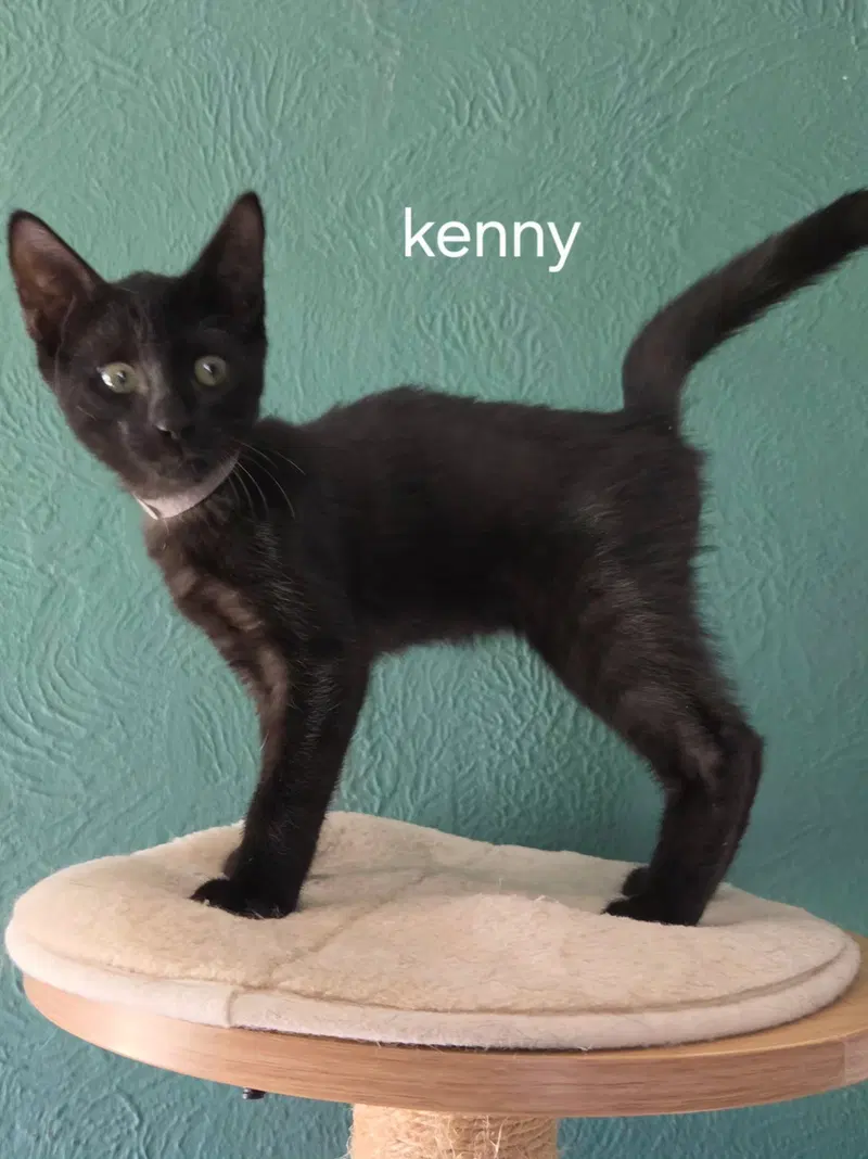 Kenny, a male kitten up for adoption