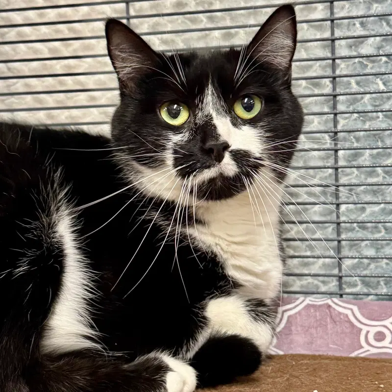 Oreo, an adult female cat up for adoption