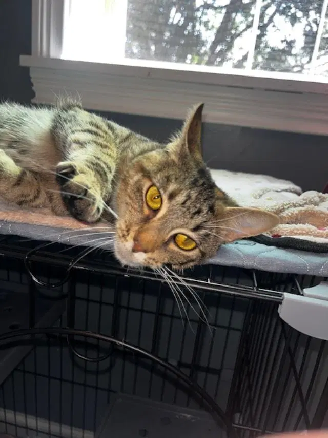 Belle, a young female cat up for adoption