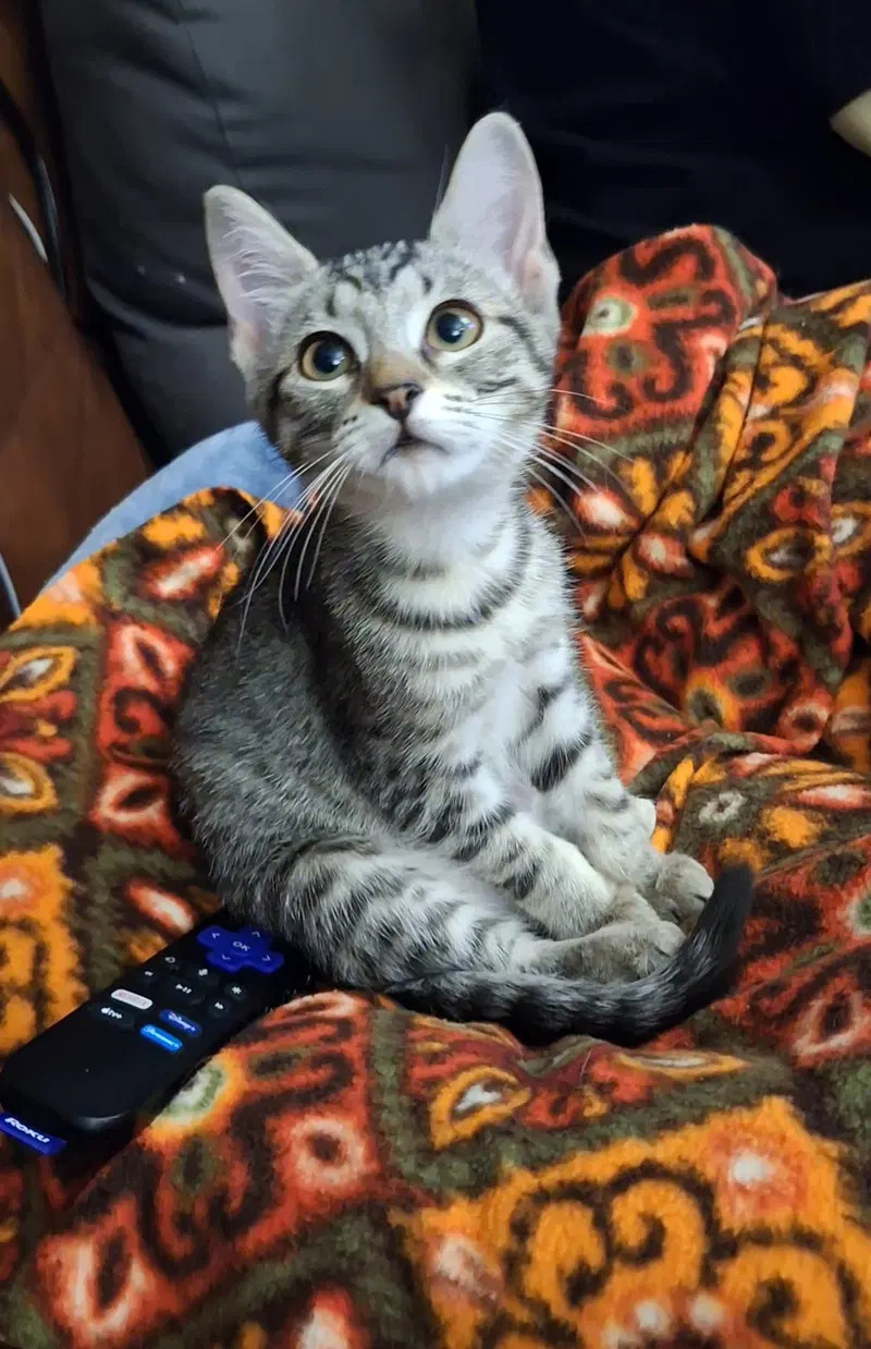 Tyler C, a female Tabby kitten up for adoption