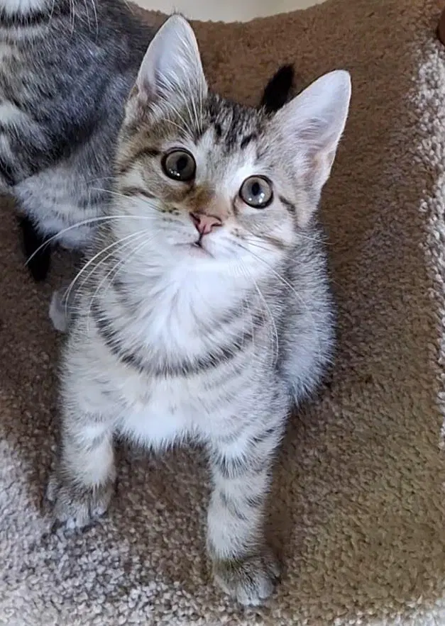 Taylor C, a female Tabby kitten up for adoption