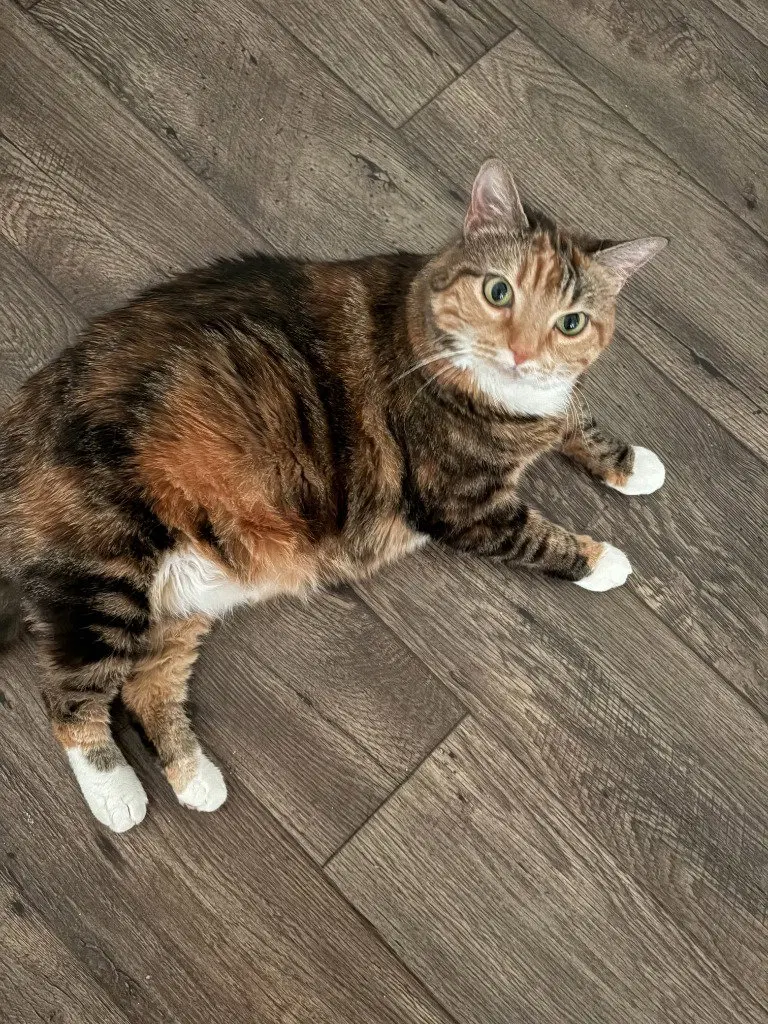 Giavanna, an adult female cat up for adoption