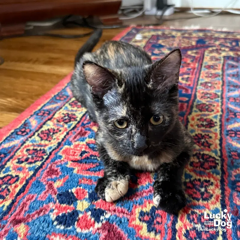 Tina, photo 3