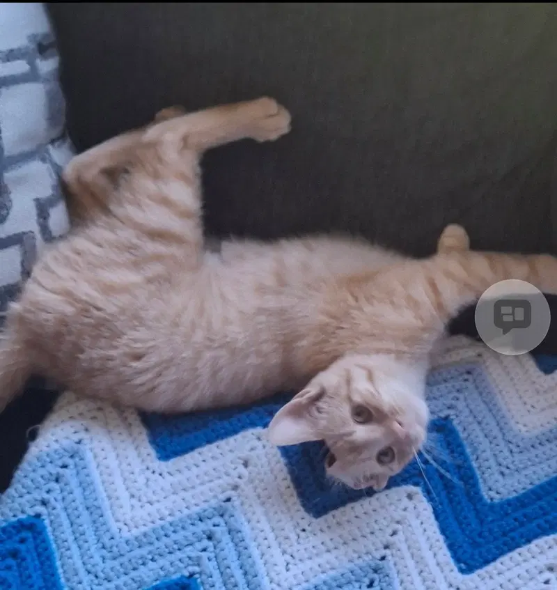 Hobbes, photo 6