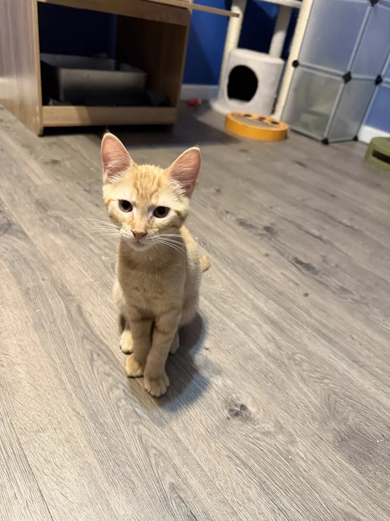Karo, a male kitten up for adoption