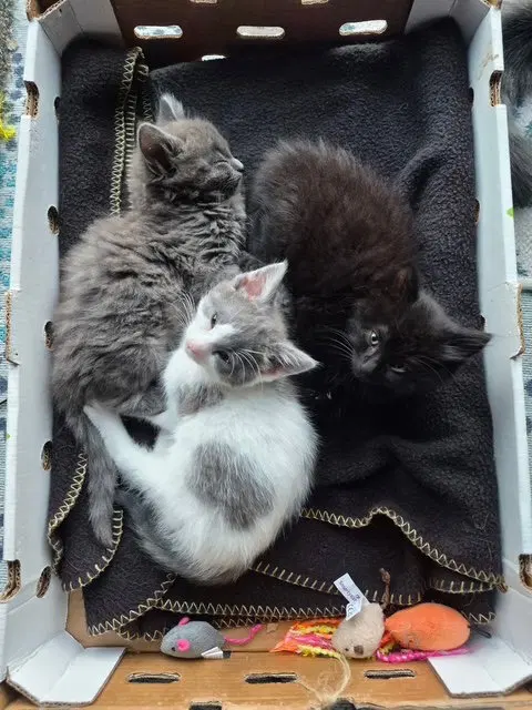 C340 Litter Rain, photo 3