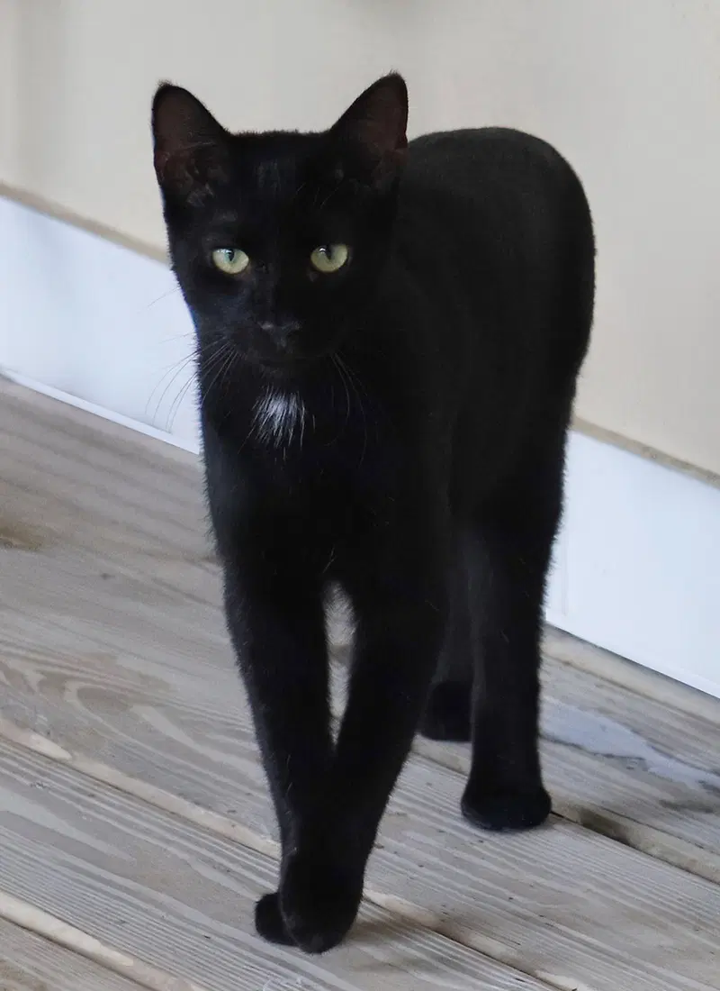 Echo, a young male cat up for adoption