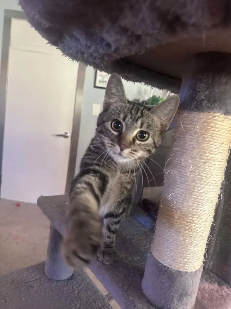 Joshua, a male Tabby kitten up for adoption