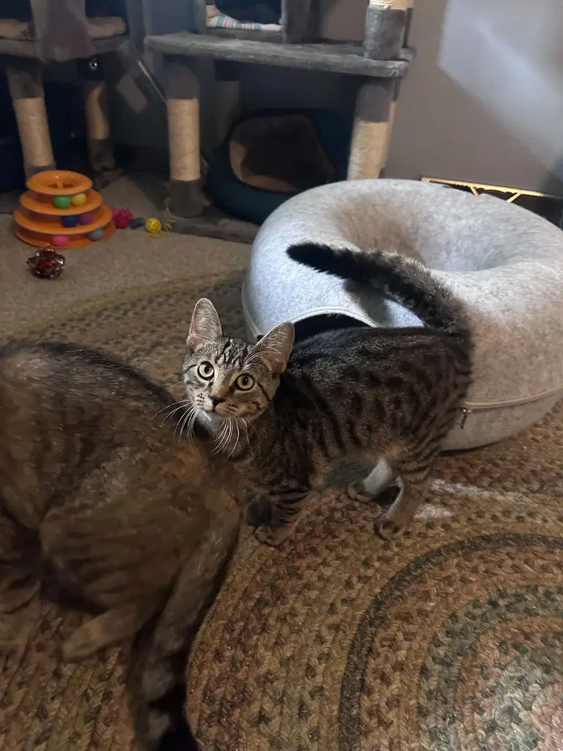 Skinner, a male Tabby kitten up for adoption
