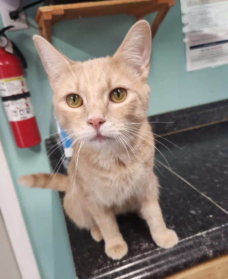 Frost, a young male cat up for adoption