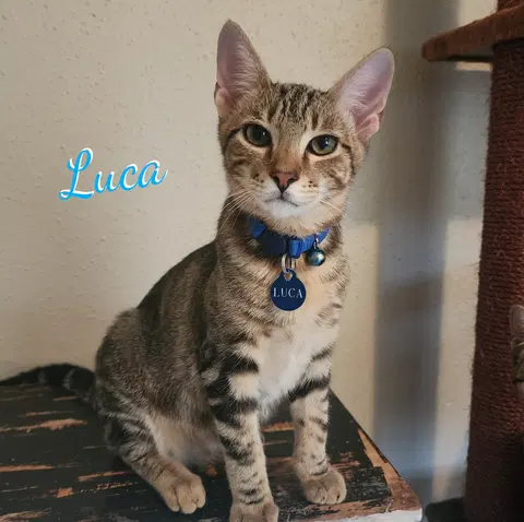 Watch the video of Luca