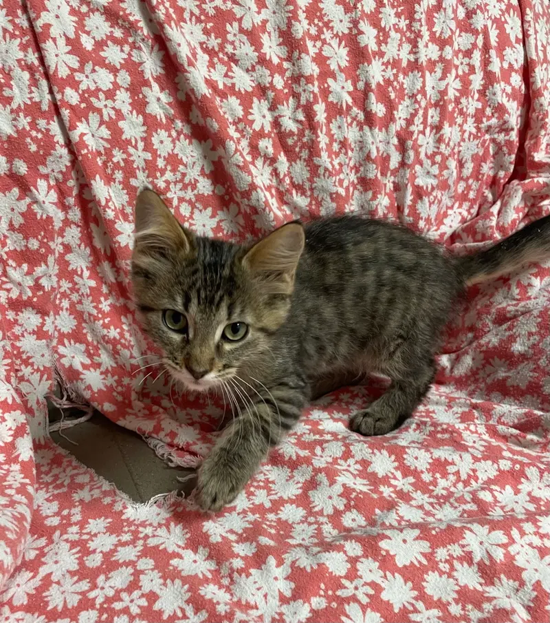 Tristen, a young male cat up for adoption
