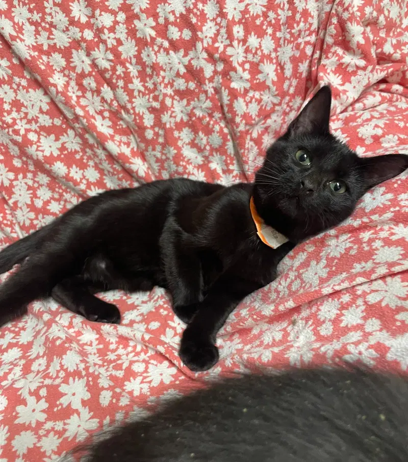 Bugg, a young female cat up for adoption