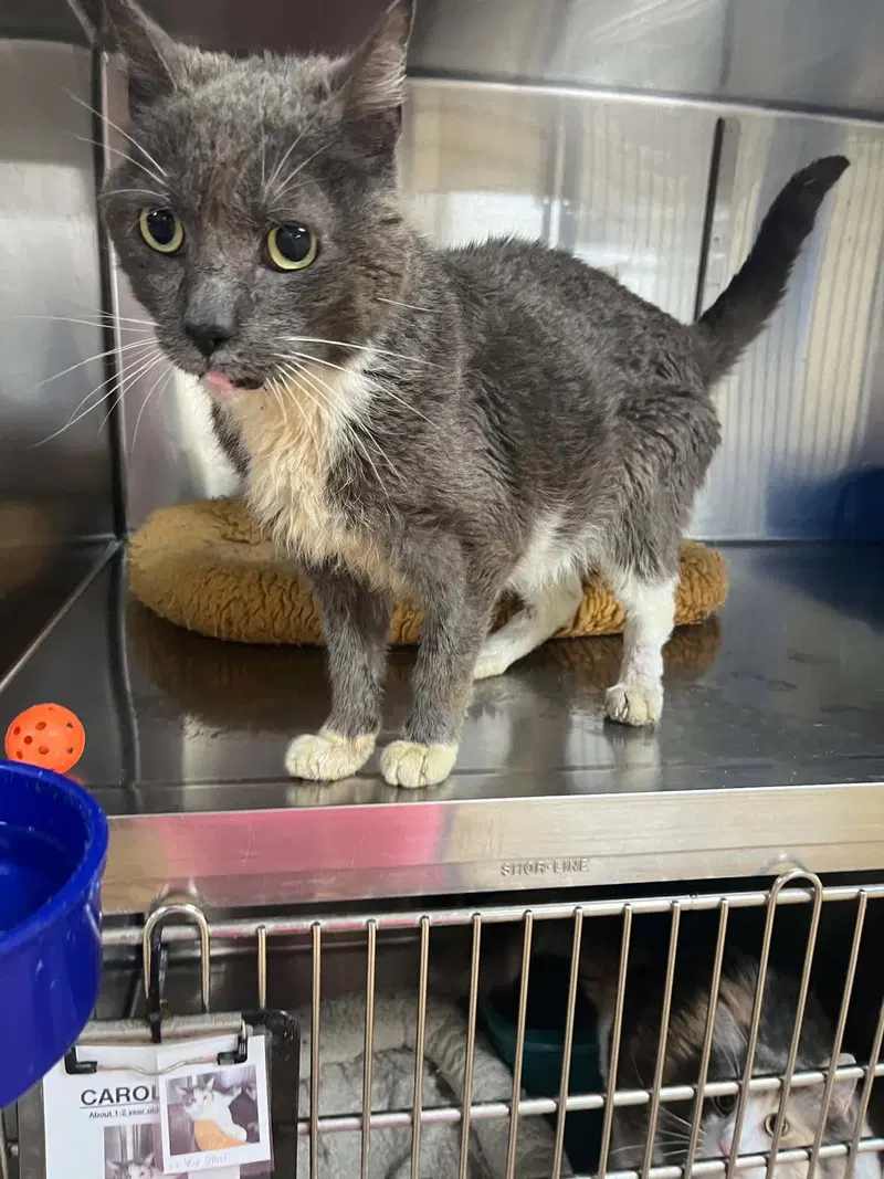 Jeff, an adult male cat up for adoption