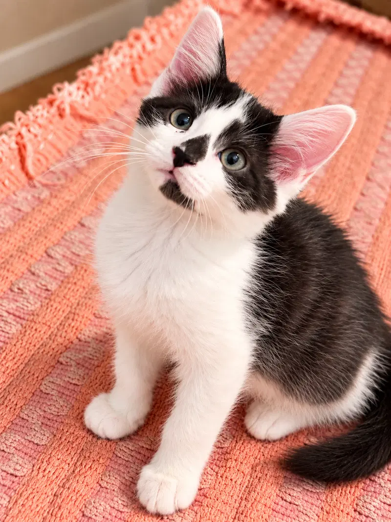 Mittens Napa, a male Tuxedo kitten up for adoption