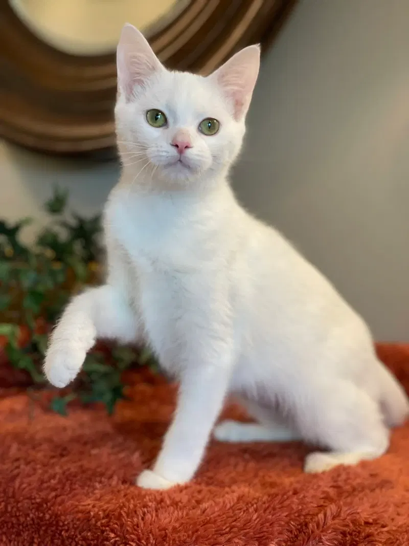Fiona, a female kitten up for adoption