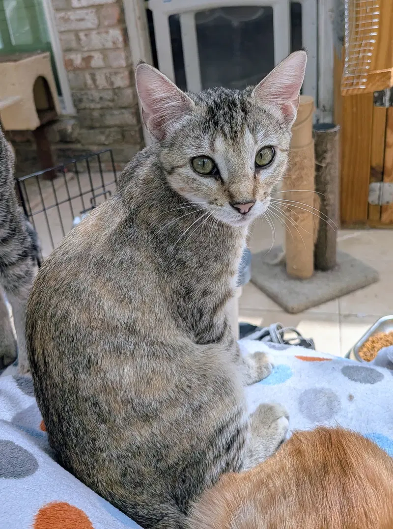 Sativa, a female Tabby kitten up for adoption
