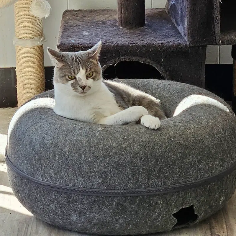Tahoe, an adult male cat up for adoption