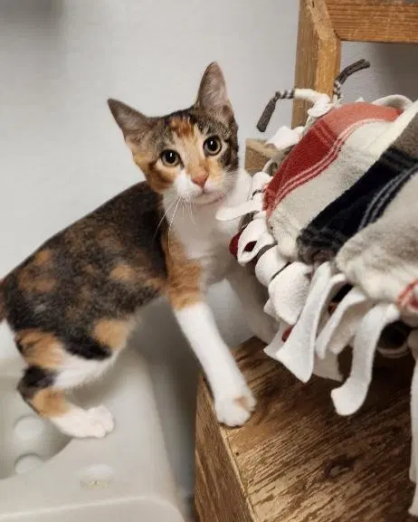 Kitten, a young female Calico cat up for adoption