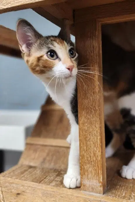 Kitten, photo 2
