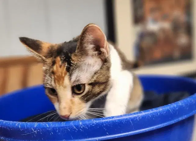 Kitten, photo 3