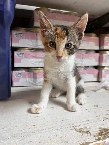 Kitten, photo 4