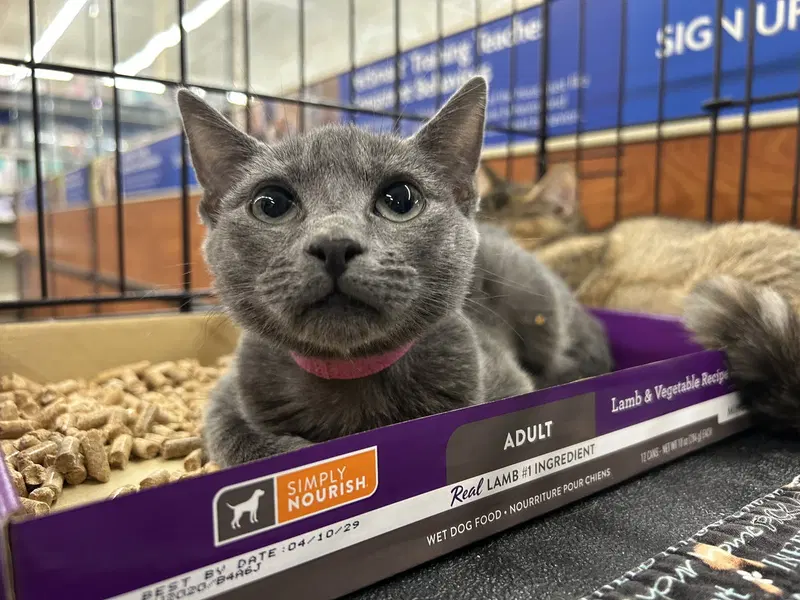 Diva, a young female Russian Blue cat up for adoption