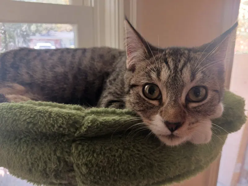 Thorne, a young female cat up for adoption