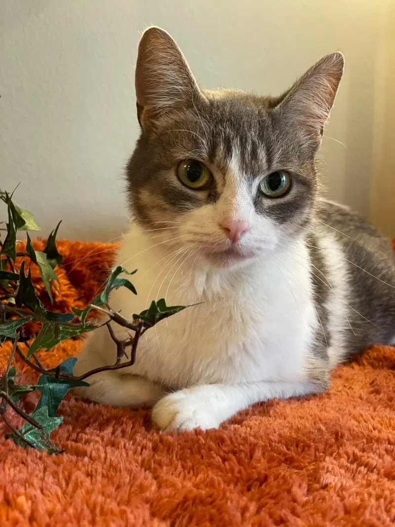 Betty, an adult female cat up for adoption
