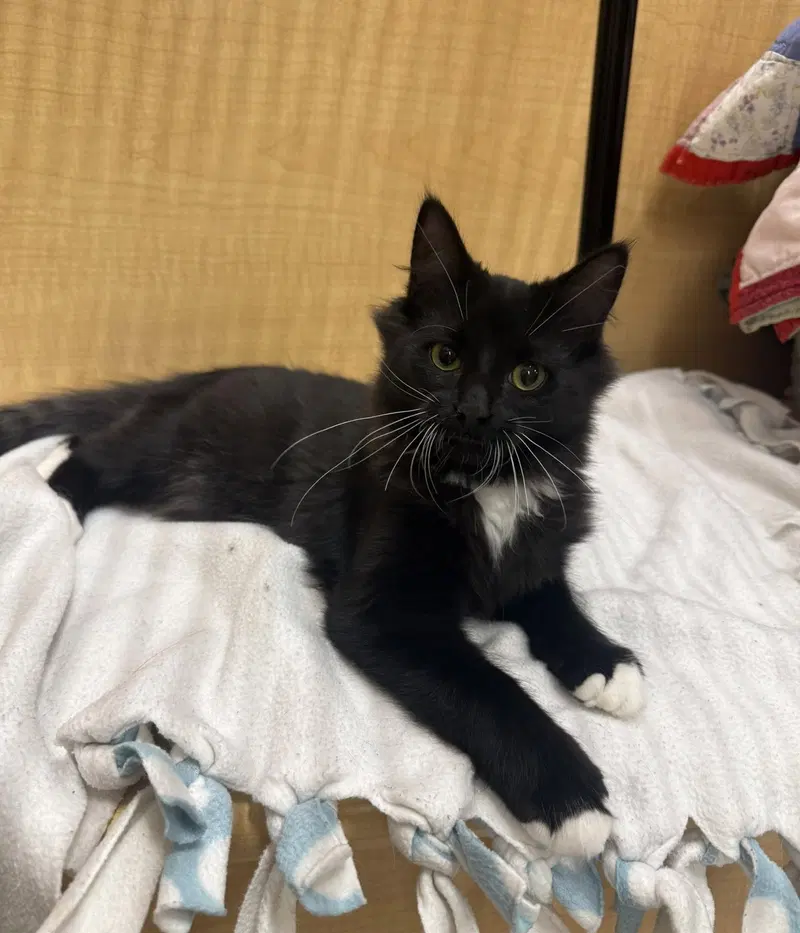 Raylen, a male Tuxedo kitten up for adoption