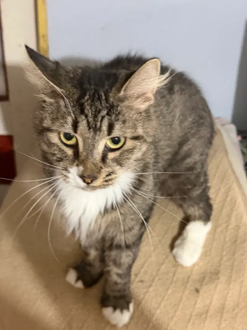 Alley, a young female cat up for adoption